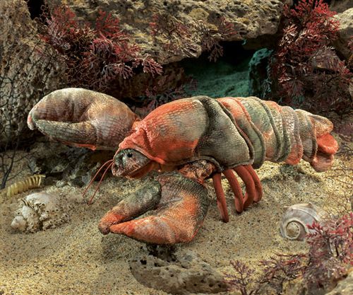 Lobster